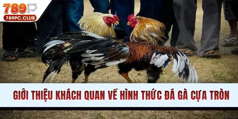 Giới thiệu khách quan về hình thức đá gà cựa tròn