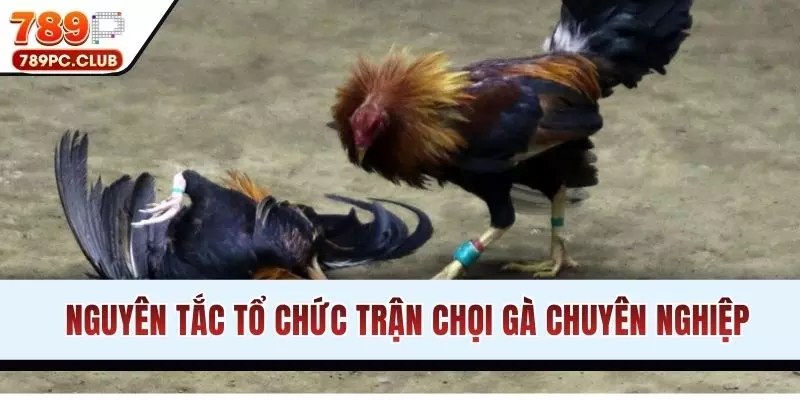 Nguyên tắc tổ chức trận chọi gà chuyên nghiệp